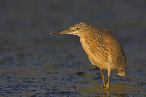Squacco Heron (Ardeola ralloides), Lesvos, Greece