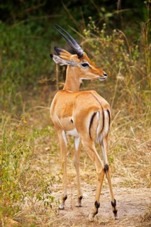 Impala (Aepyceros), Akagera National Park or Kagera National Park, Eastern Province, Rwanda