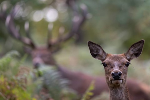 Red deer at the rutting 2025, London, Great Britain