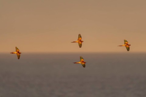 Rock parakeets (Cyanoliseus patagonus), group in flight over the sea in the evening light, El