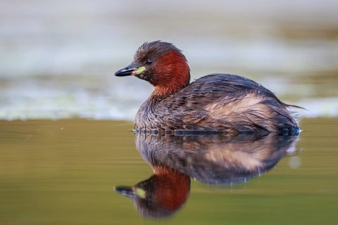 Little Grebe (Tachybaptus ruficollis), North Rhine-Westphalia, Germany