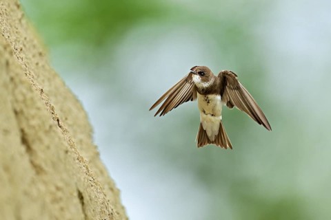 Sand martin (Riparia riparia), approaching the breeding tube, Reussegg nature reserve, Canton
