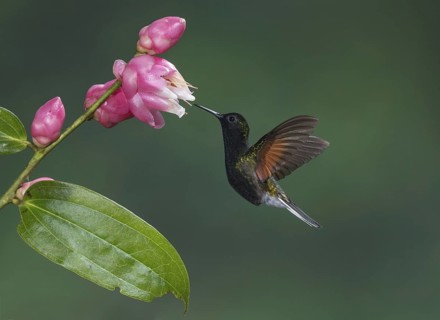 Black-bellied Hummingbird (Eupherusa nigriventris), Costa Rica