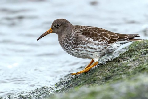Purple Sandpiper (Calidris maritima), Mecklenburg-Western Pomerania, Germany