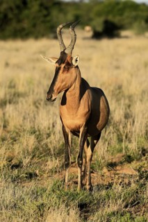 Red hartebeest (Alcelaphus buselaphus caama), Kaama, adult, alert, foraging, Mountain Zebra