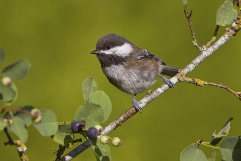 Chestnut-backed Chickadee (Poecile rufescens), British Columbia, Canada