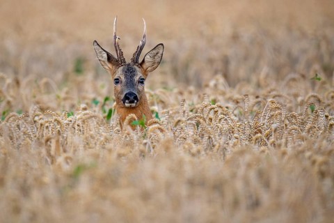 Roebuck (Capreolus capreolus) in wheat, Vechta, Lower Saxony, Germany
