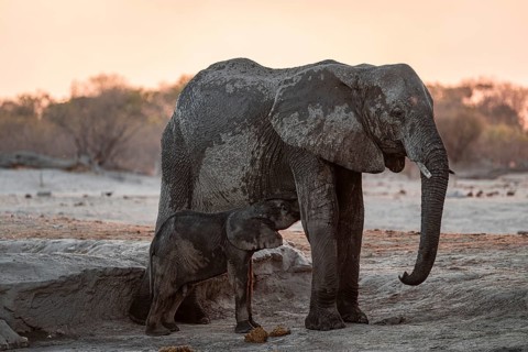 African elephant (Loxodonta africana) with young, sunset, Savuti, Chobe National Park, Botswana