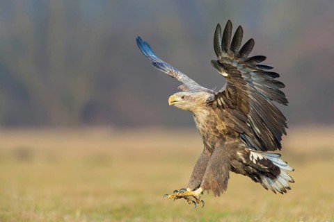 White-tailed eagle, hawk family, animals, birds, birds of prey, (Haliaeetus albicilla), biotope,