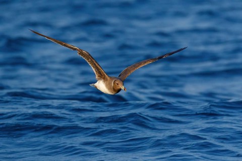 Hemprich's Gull, (Ichthyaetus hemprichii), (Larus hemprichii), Fish Eagle Gull Salalah, Off Mirbat,