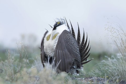 Sage Grouse (Centrocercus urophasianus) male mating, Idaho, USA
