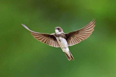 Sand martin (Riparia riparia), in flight, Reussegg nature reserve, Canton Aargau, Switzerland