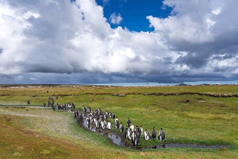 King penguins (Aptenodytes patagonicus), colony at a watercourse on a grassy plain, sheep grazing