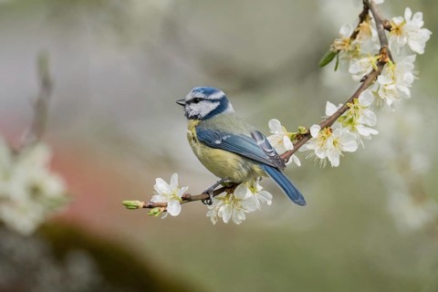 A blue tit (Parus caeruleus) on a flowering branch, with a blurred coloured background, spring