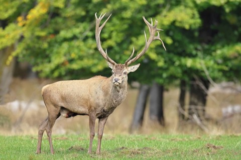 Red deer (Cervus elaphus) during the rutting season, capital stag in a forest clearing, wildlife,