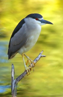 Black-crowned Night Heron (Nycticorax nycticorax), Arizona, USA