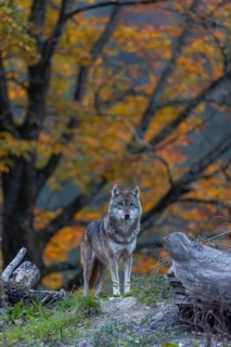 One eurasian gray wolf (Canis lupus lupus) standing between logs on a hill with a forest in fall