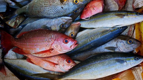 Close-up, A colourful variety of fish, fish (pisces) with different colours and eyes at a market,