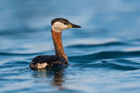 Red-necked Grebe (Podiceps grisegena) Eilat, Israel