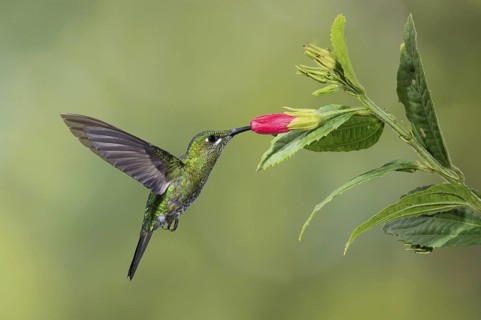 Green-crowned Brilliant (Heliodoxa jacula), Costa Rica