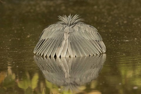 Black Heron (Egretta ardesiaca) foraging, Gambia