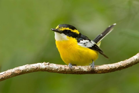 Yellow-breasted Boatbill (Machaerirhynchus flaviventer secundus) male, Queensland, Australia