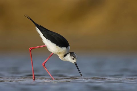 Black-winged Stilt (Himantopus himantopus) male foraging, North Rhine-Westphalia, Germany
