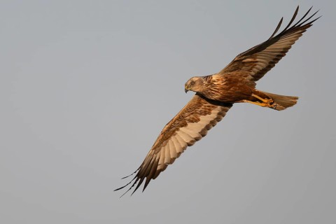 Marsh harrier (Circus aeruginosus), Texel, Netherlands