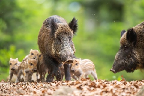 Wild boar (Sus scrofa) mother with her piglets (Squeaker) in a forest, Bavaria, Germany