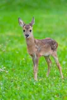 Roe deer (Capreolus capreolus), fawn standing in a meadow and looking attentively, Germany