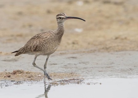 Whimbrel (Numenius phaeopus hudsonicus), Gambia