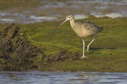 Long-billed Curlew (Numenius americanus), California, USA
