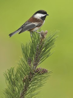 Chestnut-backed Chickadee (Poecile rufescens), British Columbia, Canada
