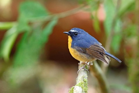 Snowy-browed Flycatcher (Ficedula hyperythra) male, Bidoup National Park, Vietnam