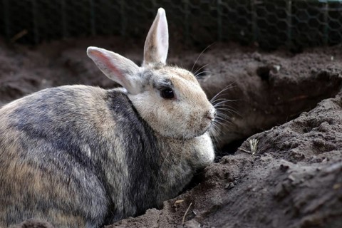 Rabbit (cuniculus), portrait, earth, cute, digging, The rabbit has dug a passage in the earth