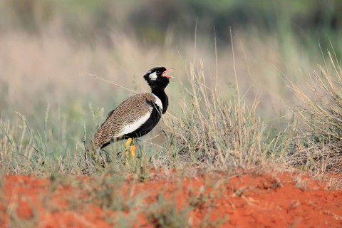 White-winged Bustard (Afrotis afraoides), adult, male, calling, courtship display, Mokala National