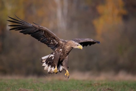White-tailed eagle (Haliaeetus albicilla), adult white-tailed eagle approaching a forest clearing,
