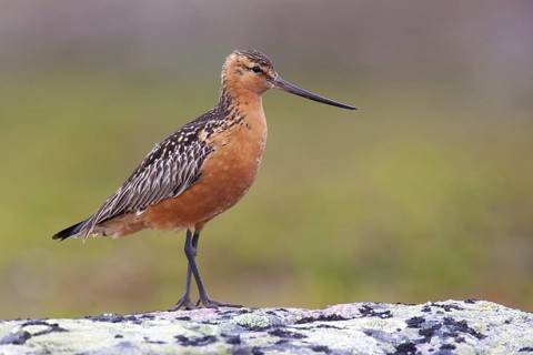 Bar-tailed Godwit (Limosa lapponica) male, Finnmark, Norway