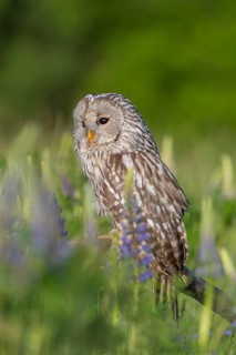 One Ural owl (Strix uralensis) sitting on a branch lying in a field of flowering lupines in late
