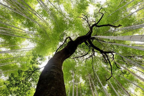 Low-angle view of a tall tree surrounded by dense bamboo in the Arashiyama Forest, Kyoto, Japan. A
