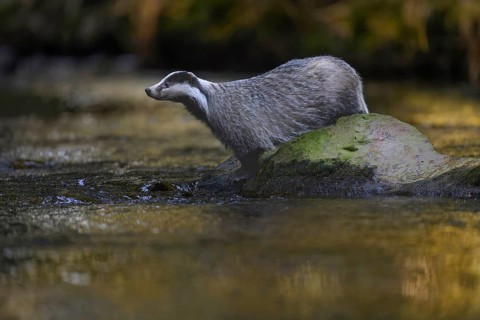 European badger (Meles meles), sitting on a stone in a stream in the last light, deciduous tree is