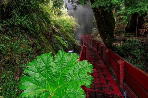 Red wooden walkway leads through a steaming gorge with Chilean giant rhubarb (Gunnera tinctoria),