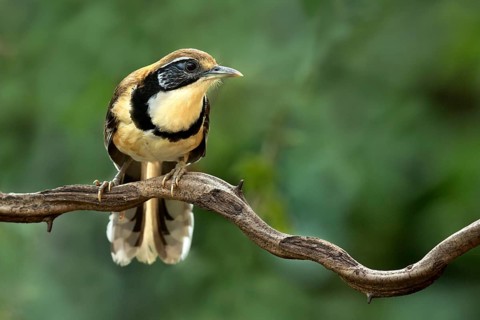 Greater Necklaced Laughingthrush (Garrulax pectoralis), Yunnan, China