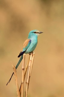 Abyssinian Roller (Coracias abyssinicus), Gambia