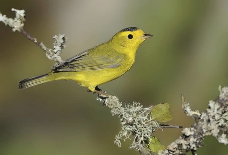 Wilson's Warbler (Cardellina pusilla), British Columbia, Canada