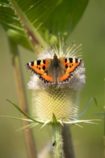 Small tortoiseshell butterfly (Aglais urticaeadult) adult insect feeding on a Teasel (Dipsacus