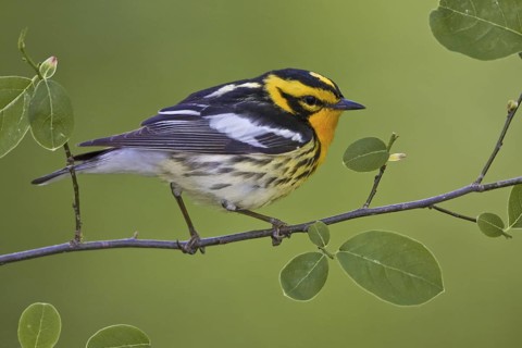 Blackburnian Warbler (Setophaga fusca) male, Ontario, Canada