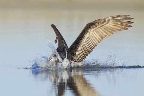 Brown Pelican (Pelecanus occidentalis) flying, Florida, USA