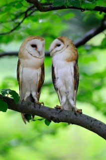 Barn owl (Tyto alba), adult, pair, vigilant, on tree, in summer, Šumava, Czech Republic