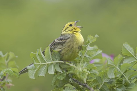 Yellowhammer (Emberiza citrinella) singing, Mecklenburg-Western Pomerania, Germany